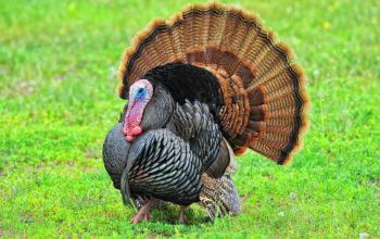 Although a wild turkey can fly short distances, it is mostly ground turkey.