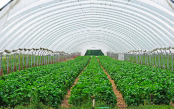 Indoor Farm